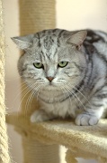 BRITISH SHORTHAIR 037